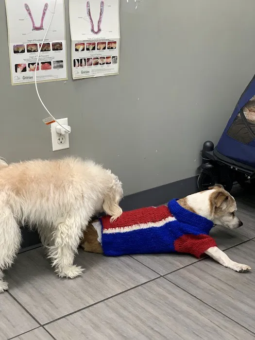 PAWSitive Veterinary of New York Picture 10