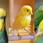 Kelly's Birds Florida