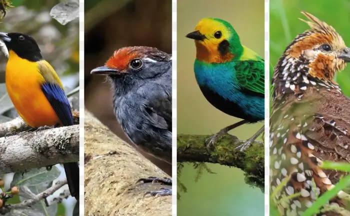 Kelly's Birds Florida Picture 3