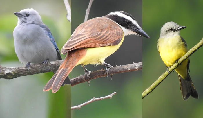 Kelly's Birds Florida Picture 2