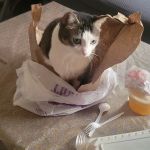 Windsor Terrace Veterinarians