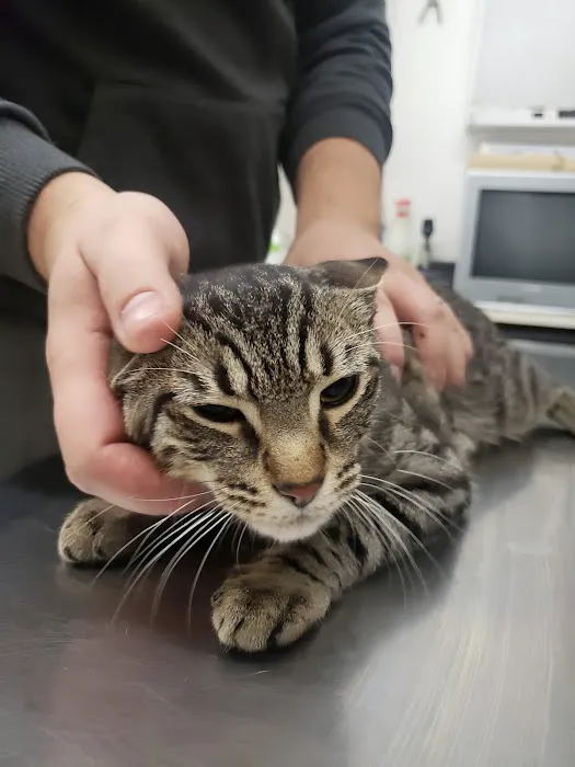 Windsor Terrace Veterinarians Picture 3