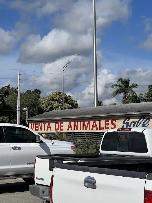 Venta de animales Picture 3