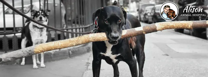 Alison Animal Hospital Picture 1