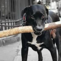 Alison Animal Hospital ico