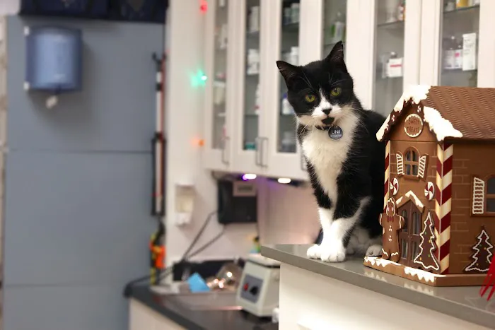 Alison Animal Hospital Picture 5