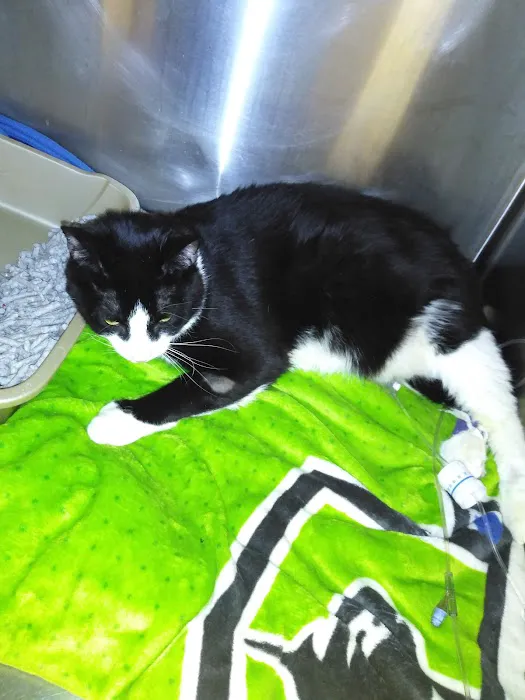 Faithful Friends Animal Hospital Picture 3