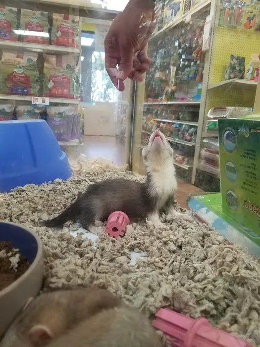 Pet Supermarket Picture 6