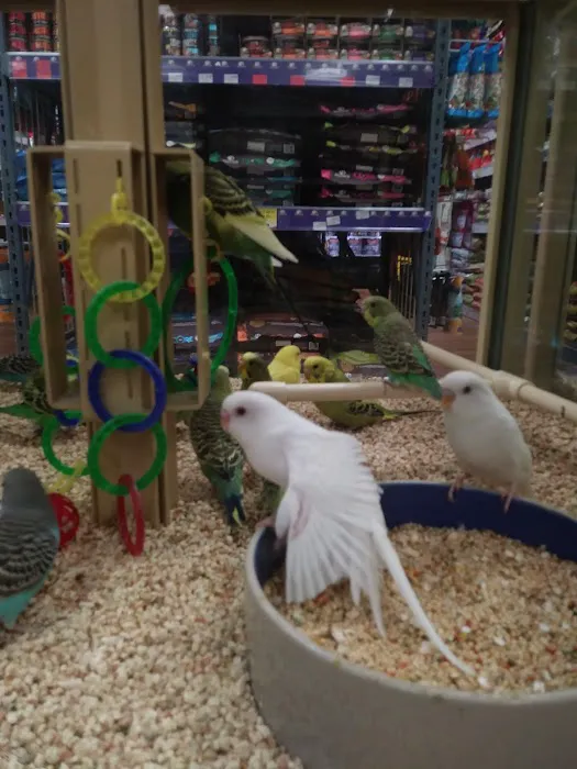 Pet Supermarket Picture 5