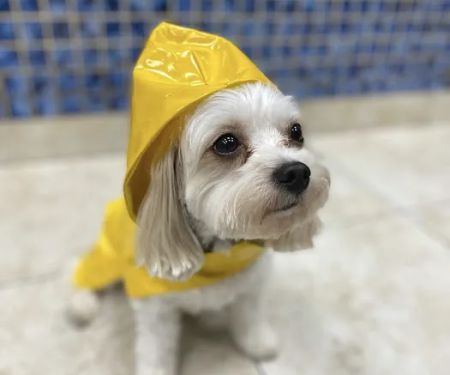 Oceanside Animal Clinic