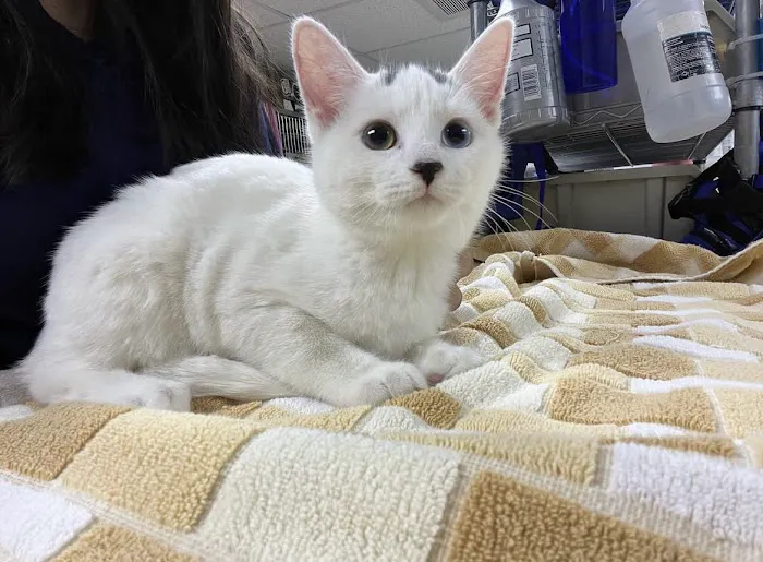 Oceanside Animal Clinic Picture 4