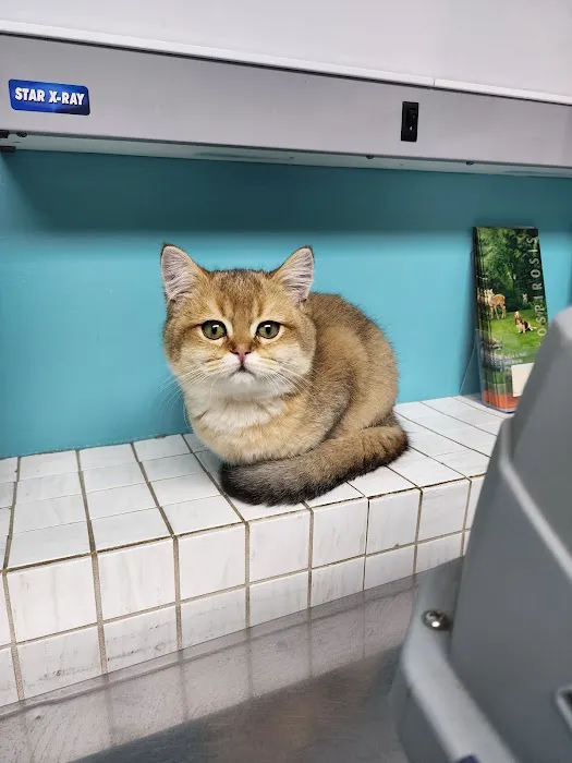 Oceanside Animal Clinic Picture 7