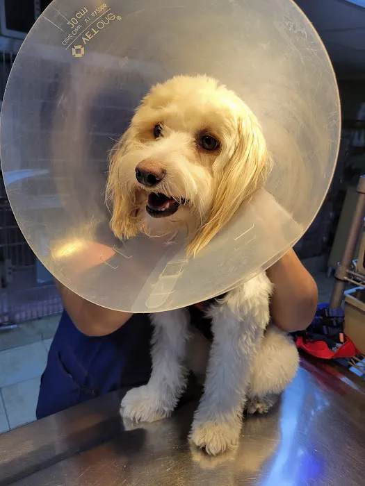 Oceanside Animal Clinic Picture 8
