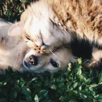 Kind Vet ico