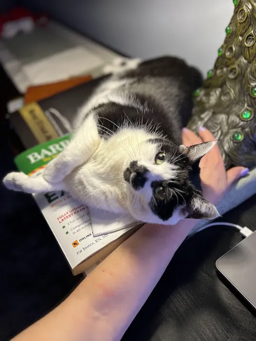 Kind Vet Picture 4