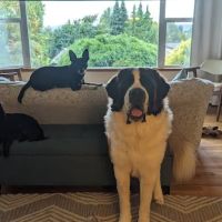 Barking Buddha Pet Products ico