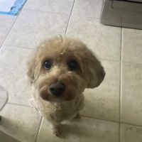 South Brooklyn Animal Clinic ico