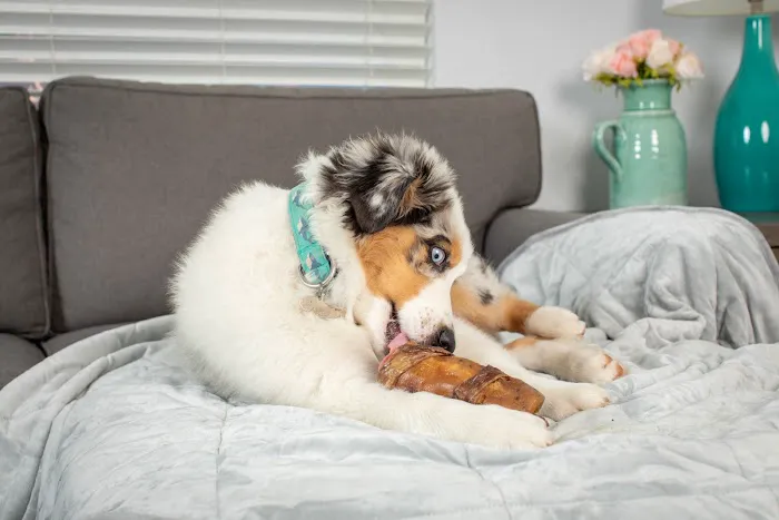Natural Cravings Pet Treats Picture 1