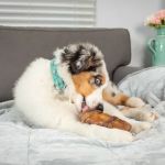 Natural Cravings Pet Treats