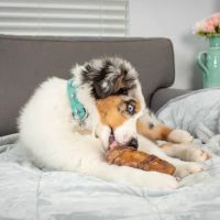 Natural Cravings Pet Treats ico