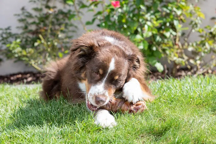 Natural Cravings Pet Treats Picture 4