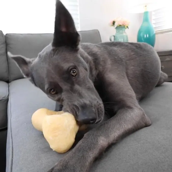 Natural Cravings Pet Treats Picture 6