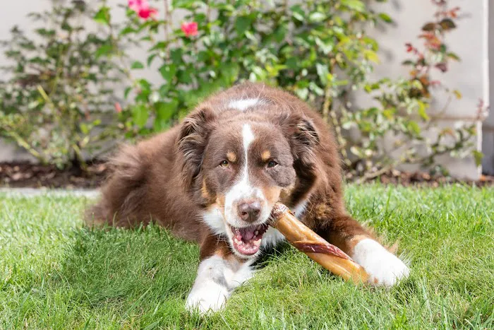 Natural Cravings Pet Treats Picture 9