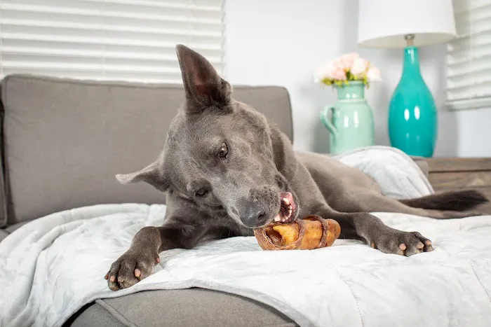 Natural Cravings Pet Treats Picture 8