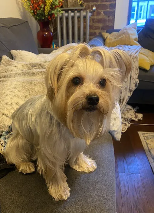 Ivy Pets - Midwood Picture 1