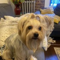 Ivy Pets - Midwood ico