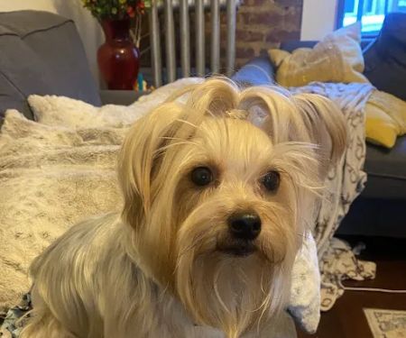 Ivy Pets - Midwood