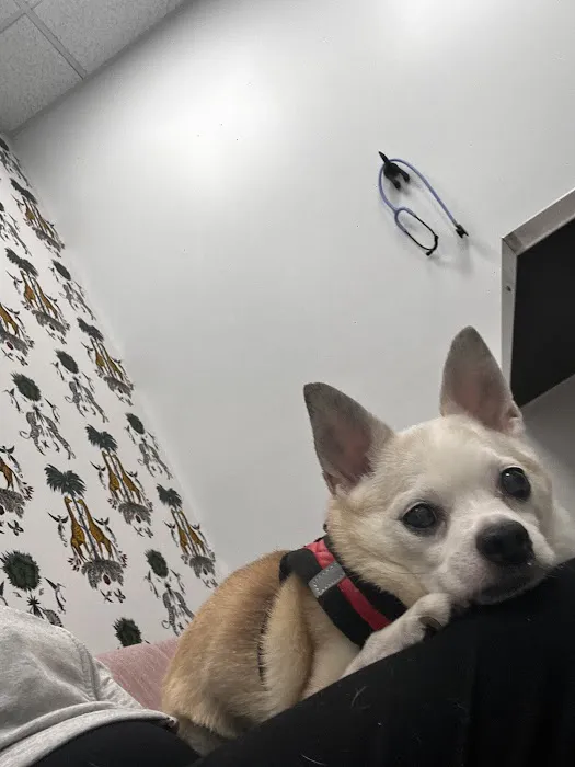 Ivy Pets - Midwood Picture 4