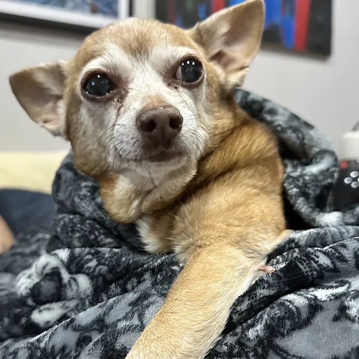 Ivy Pets - Midwood Picture 5