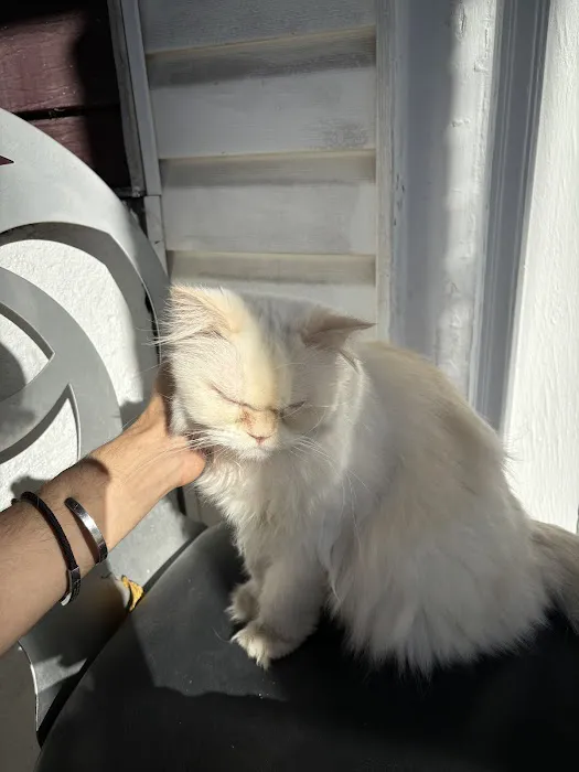 Ivy Pets - Midwood Picture 10