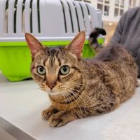 Park Slope Veterinary Center ico