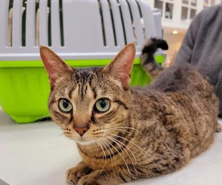 Park Slope Veterinary Center