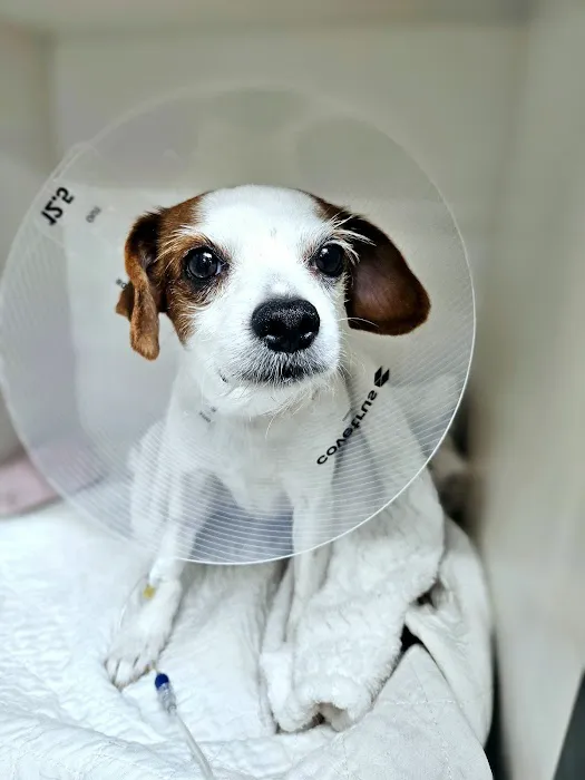Park Slope Veterinary Center Picture 5