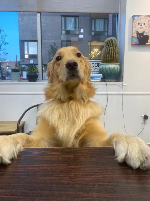 Park Slope Veterinary Center Picture 8