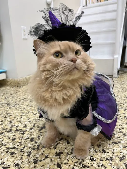 Park Slope Veterinary Center Picture 9