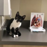 Petco ico