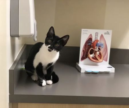 Petco