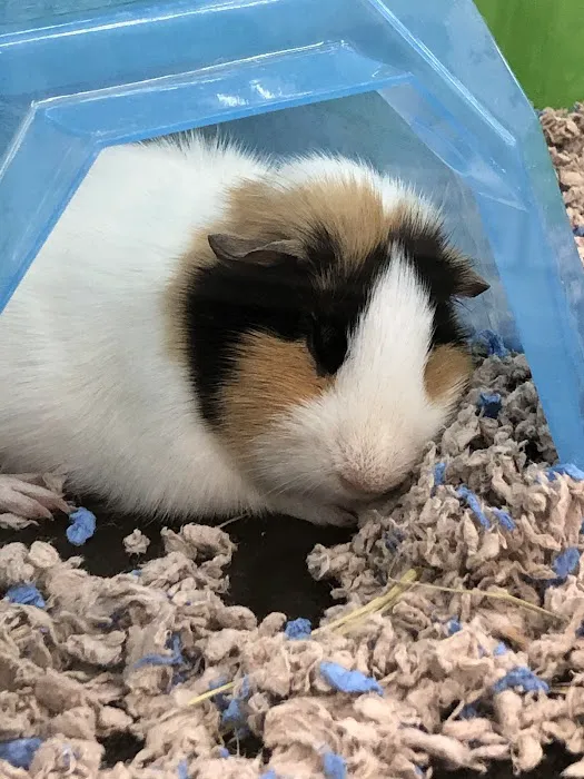 Petco Picture 5