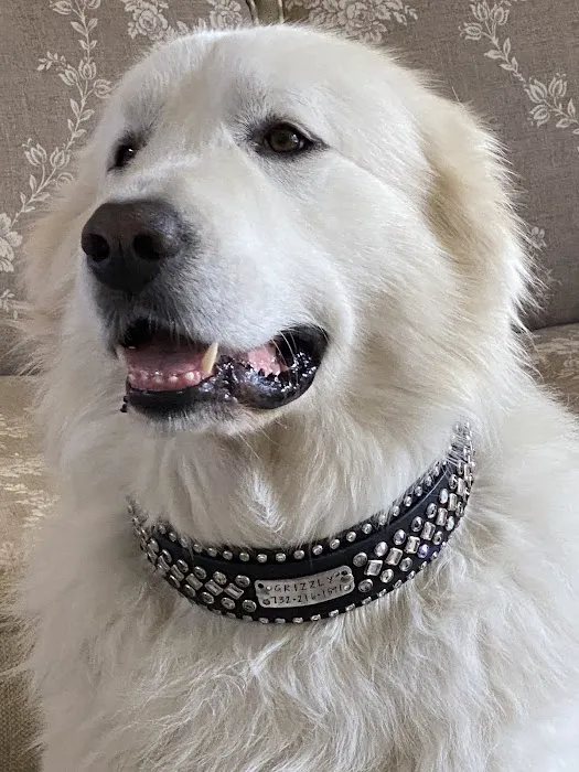 Lei Custom Collars Picture 1