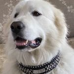 Lei Custom Collars