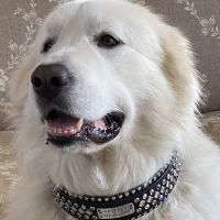 Lei Custom Collars ico