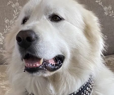 Lei Custom Collars