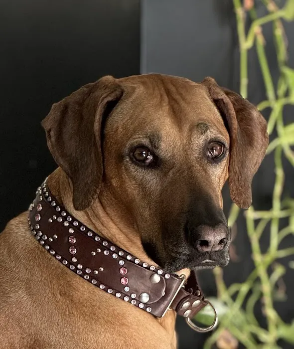 Lei Custom Collars Picture 4