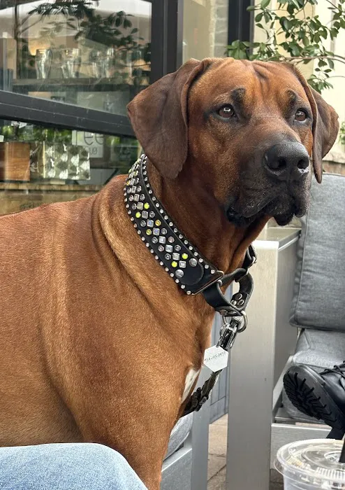 Lei Custom Collars Picture 8