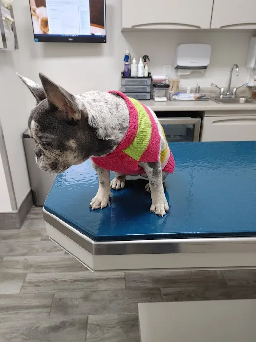 Heart of Brooklyn Veterinary Hospital - Flatbush Picture 6