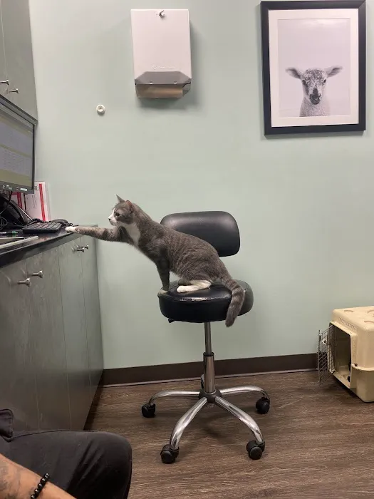 Heart of Brooklyn Veterinary Hospital - Flatbush Picture 15
